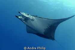 completed elegance - the flight of mobula by Andre Philip 